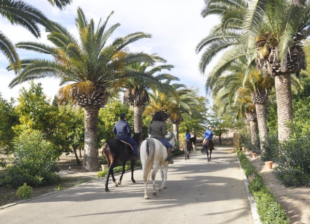  Reiten entlang der Palmenpromenade 